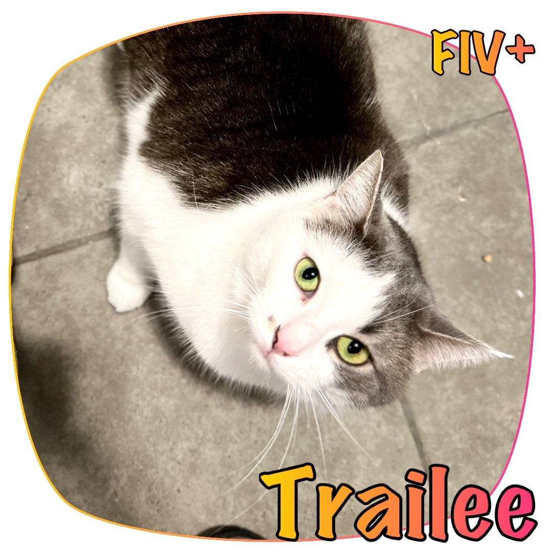 Trailee, a Adoptable mixed breed in Stanton, MI image 4/13