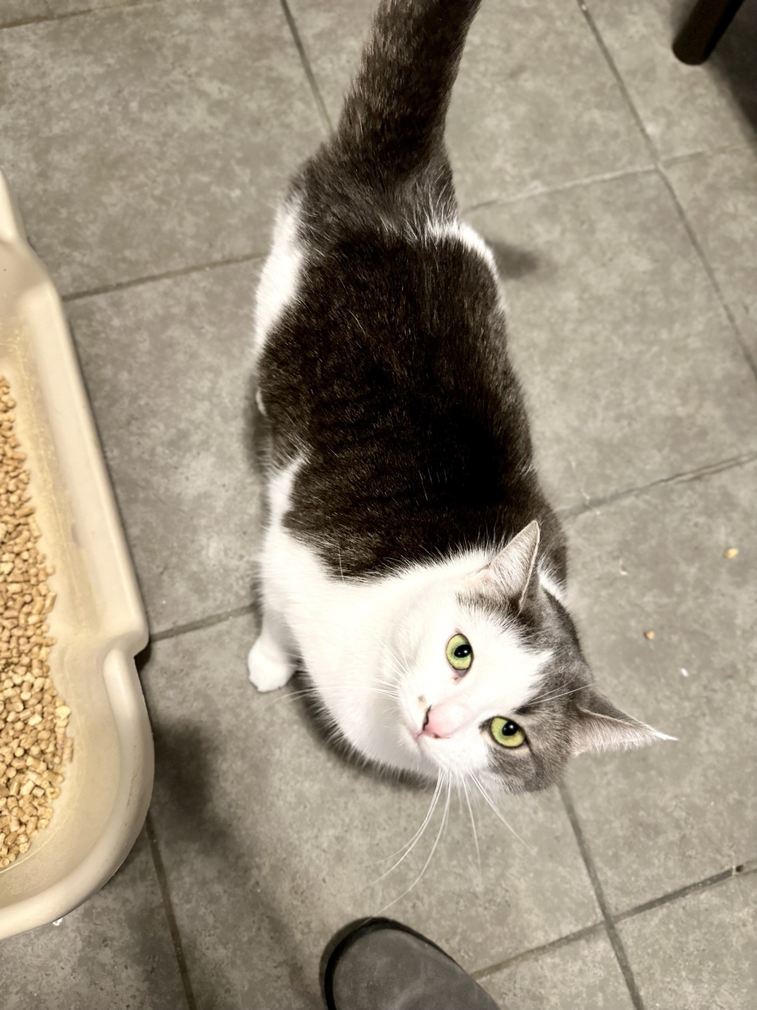 Trailee, a Adoptable mixed breed in Stanton, MI image 5/13