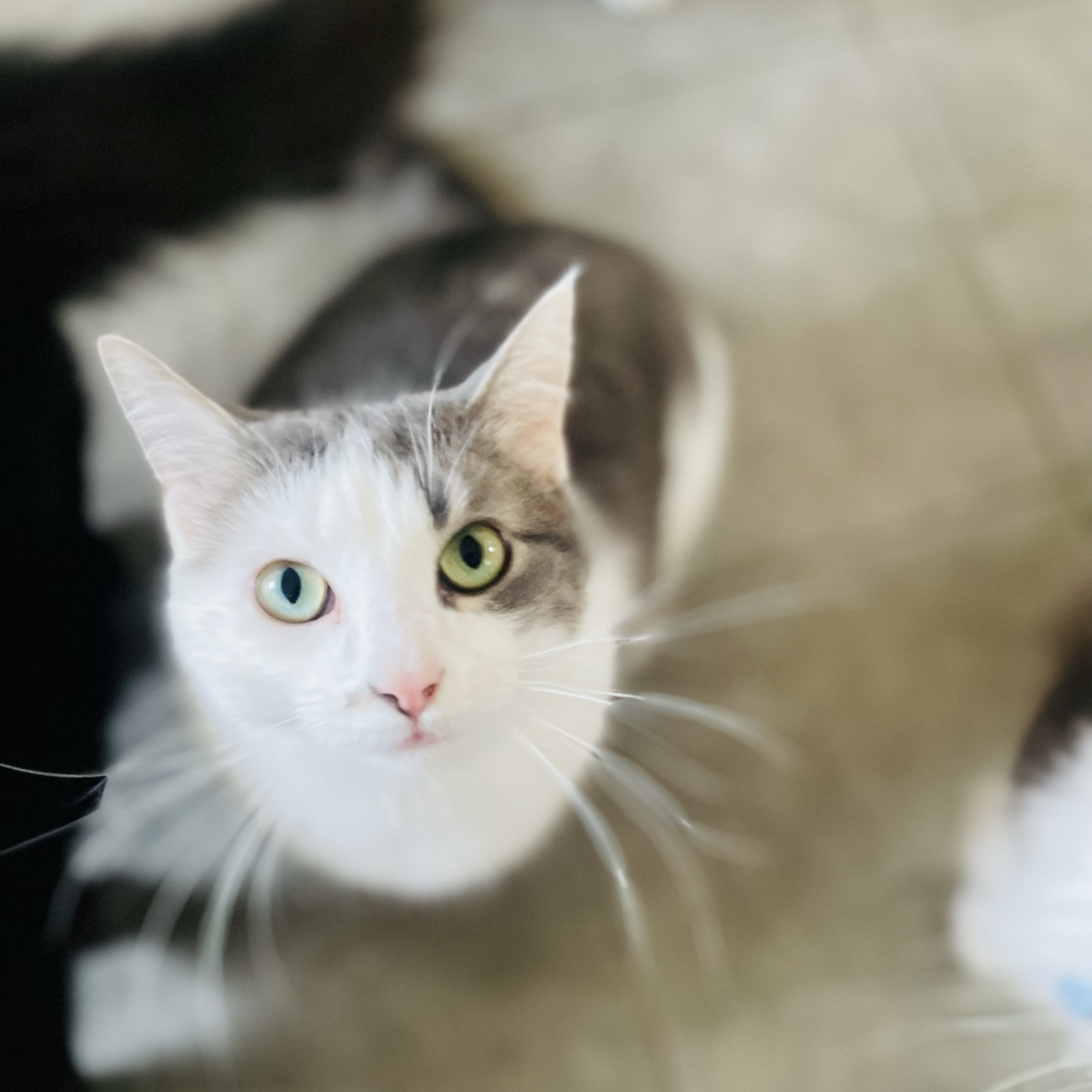 Trailee, a Adoptable mixed breed in Stanton, MI image 6/13