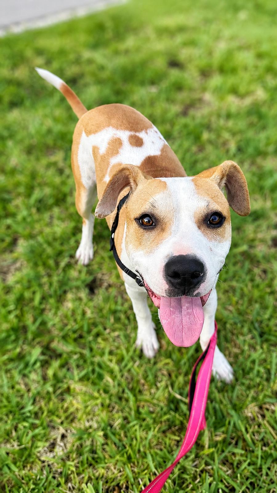 Morgan, Adoptable, Young Female Terrier.