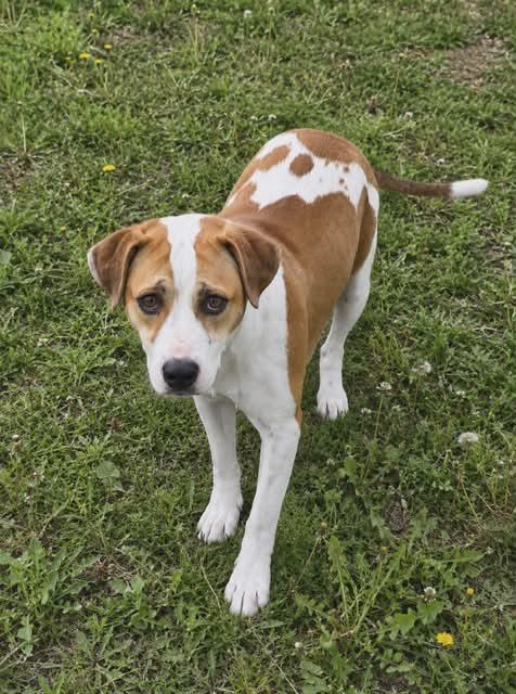 Enlarge Morgan, a Adoptable Terrier in Pompano Beach, FL image 2/3