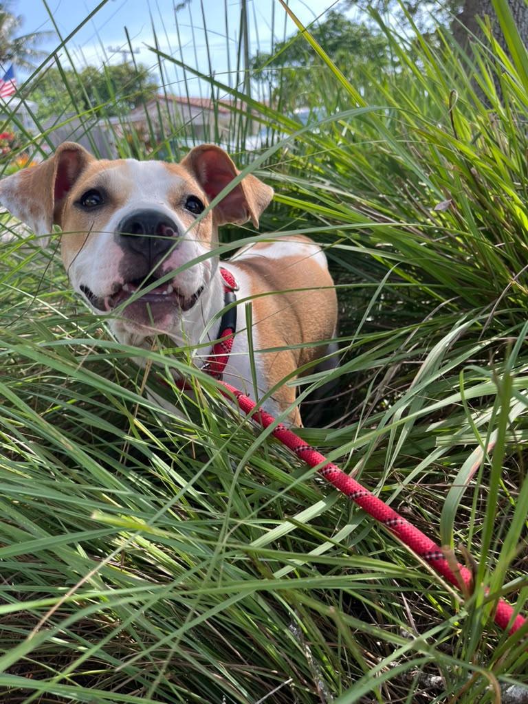 Enlarge Morgan, a Adoptable Terrier in Pompano Beach, FL image 3/3