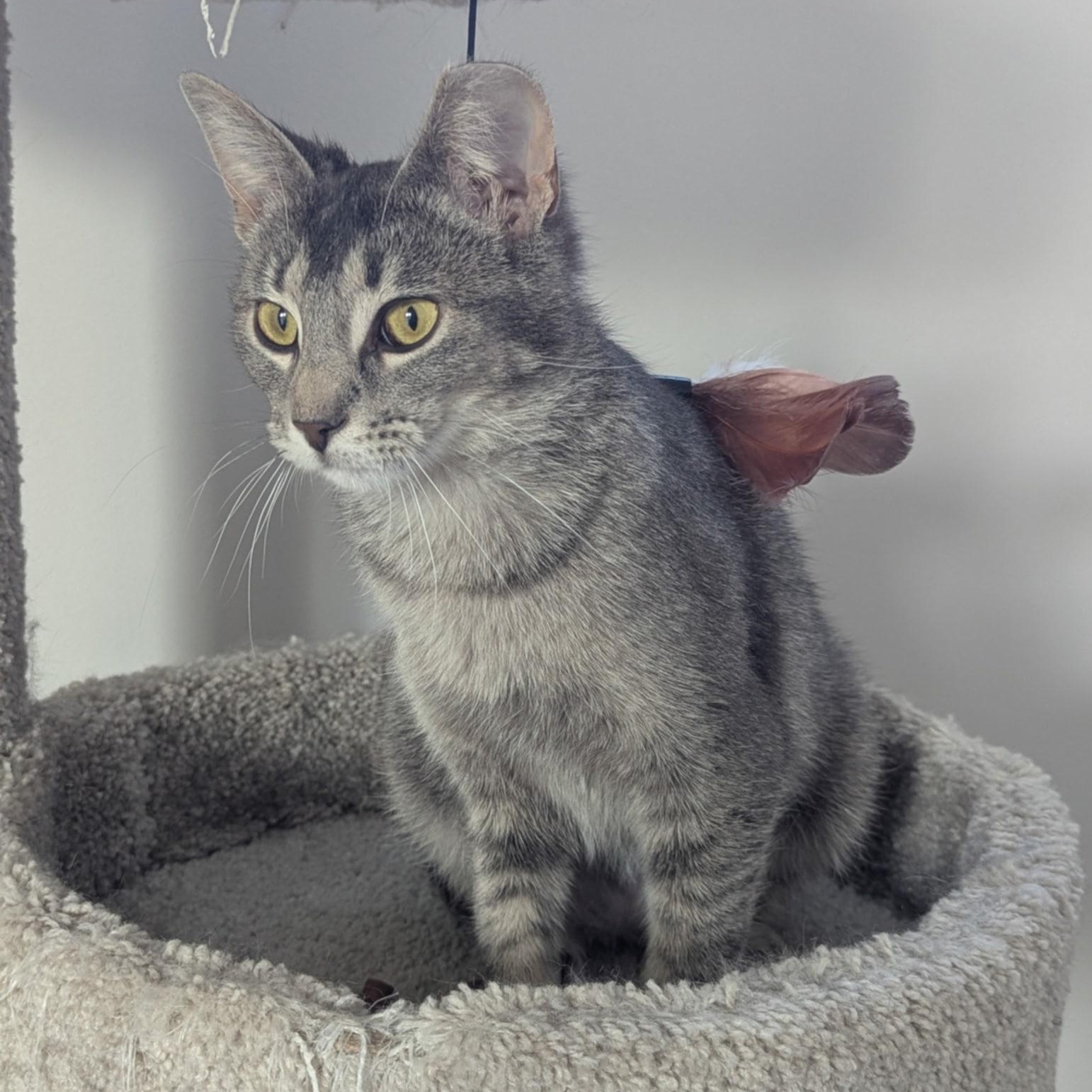 Missy  07/2024, Young Female Domestic Short Hair