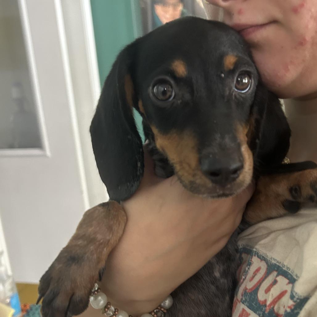 Corey, Adoptable, Puppy Male Bluetick Coonhound.