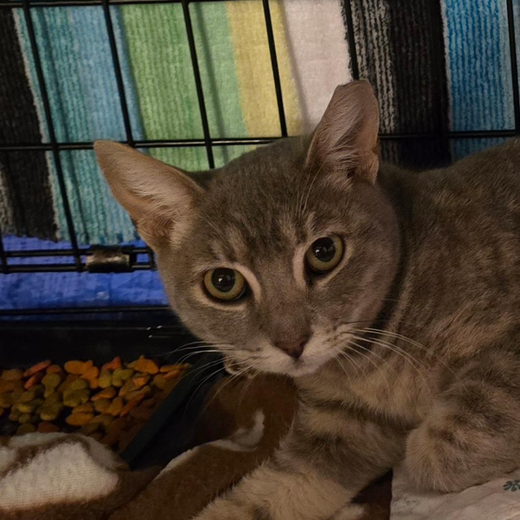 Wynter aka Bubblegum, Adoptable, Young Female Domestic Short Hair.