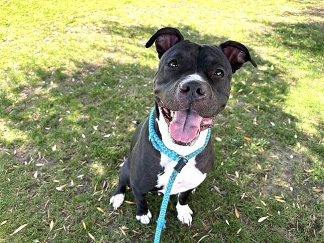 MARCELLA, Adoptable, Adult Female Pit Bull Terrier & Mixed Breed.