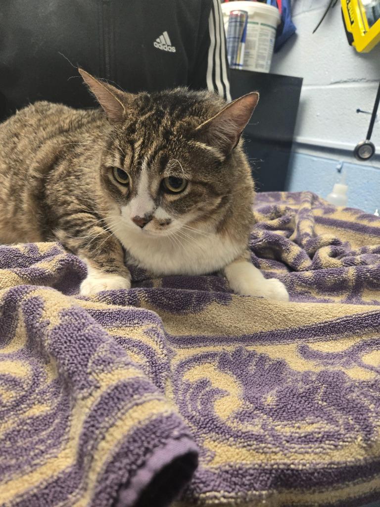 Layla, Adoptable, Adult Female Domestic Short Hair.