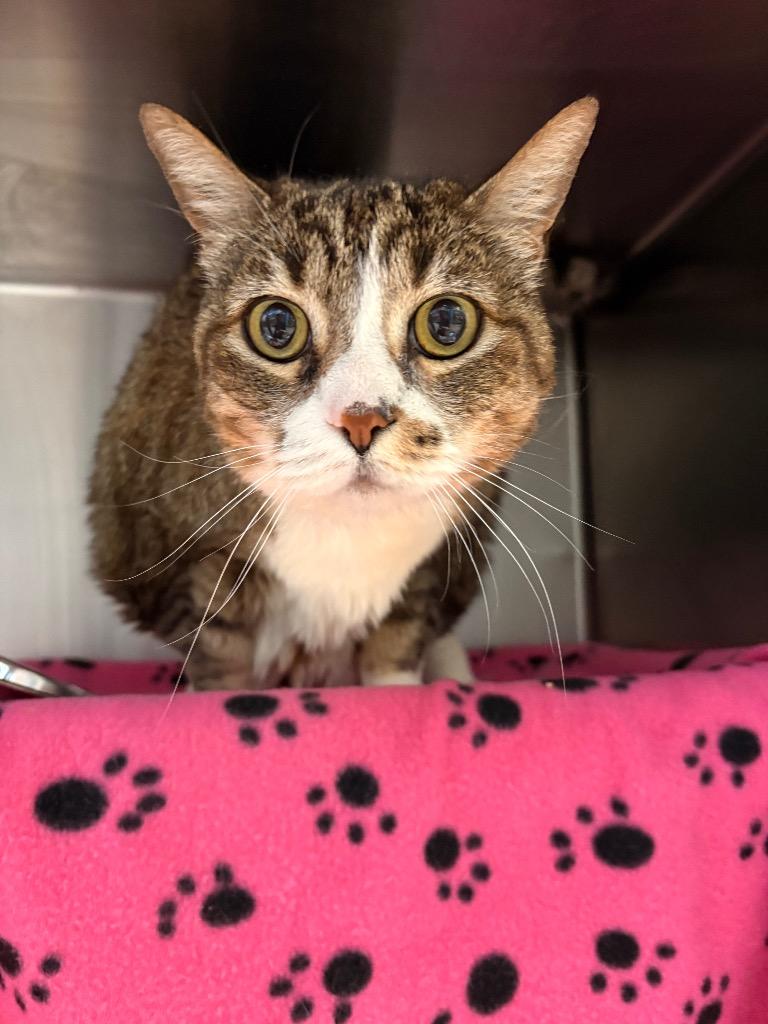 Enlarge Layla, a Adoptable mixed breed in Detroit, MI image 2/3