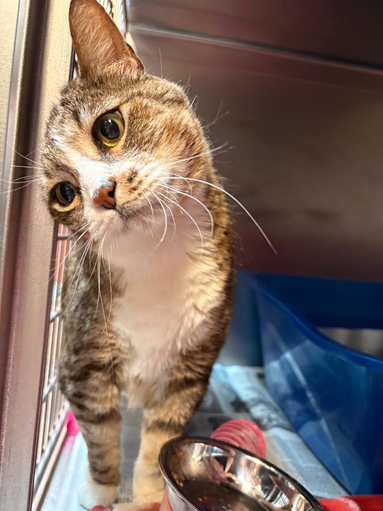 Enlarge Layla, a Adoptable mixed breed in Detroit, MI image 3/3