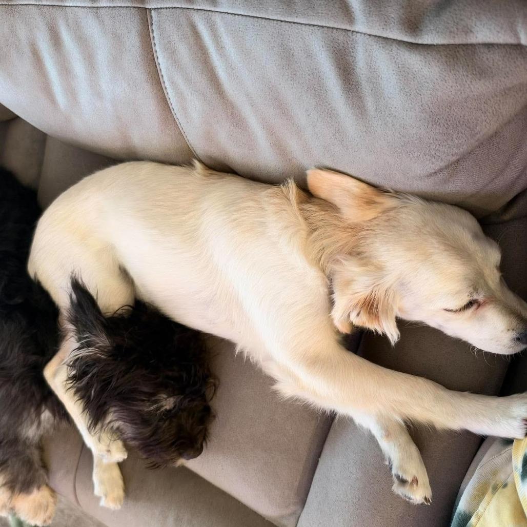Kayli, Adoptable, Puppy Female Terrier & Mixed Breed.