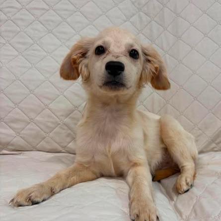 Enlarge Kayli, a Adoptable mixed breed in Alma, WI image 3/6