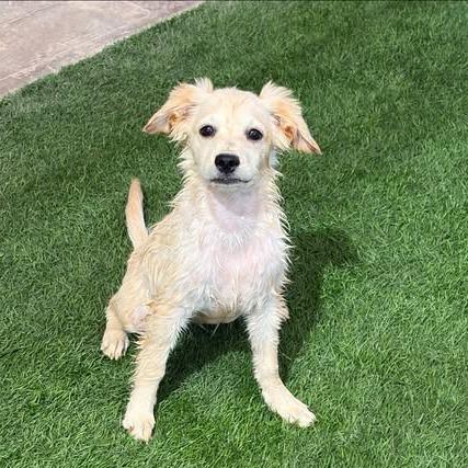 Enlarge Kayli, a Adoptable mixed breed in Alma, WI image 4/6