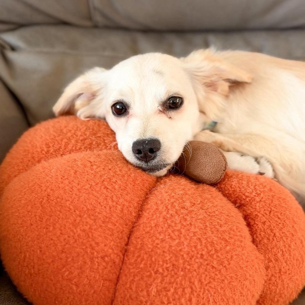 Enlarge Kayli, a Adoptable mixed breed in Alma, WI image 5/6
