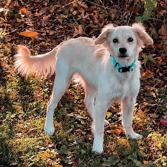 Enlarge Kayli, a Adoptable mixed breed in Alma, WI image 6/6
