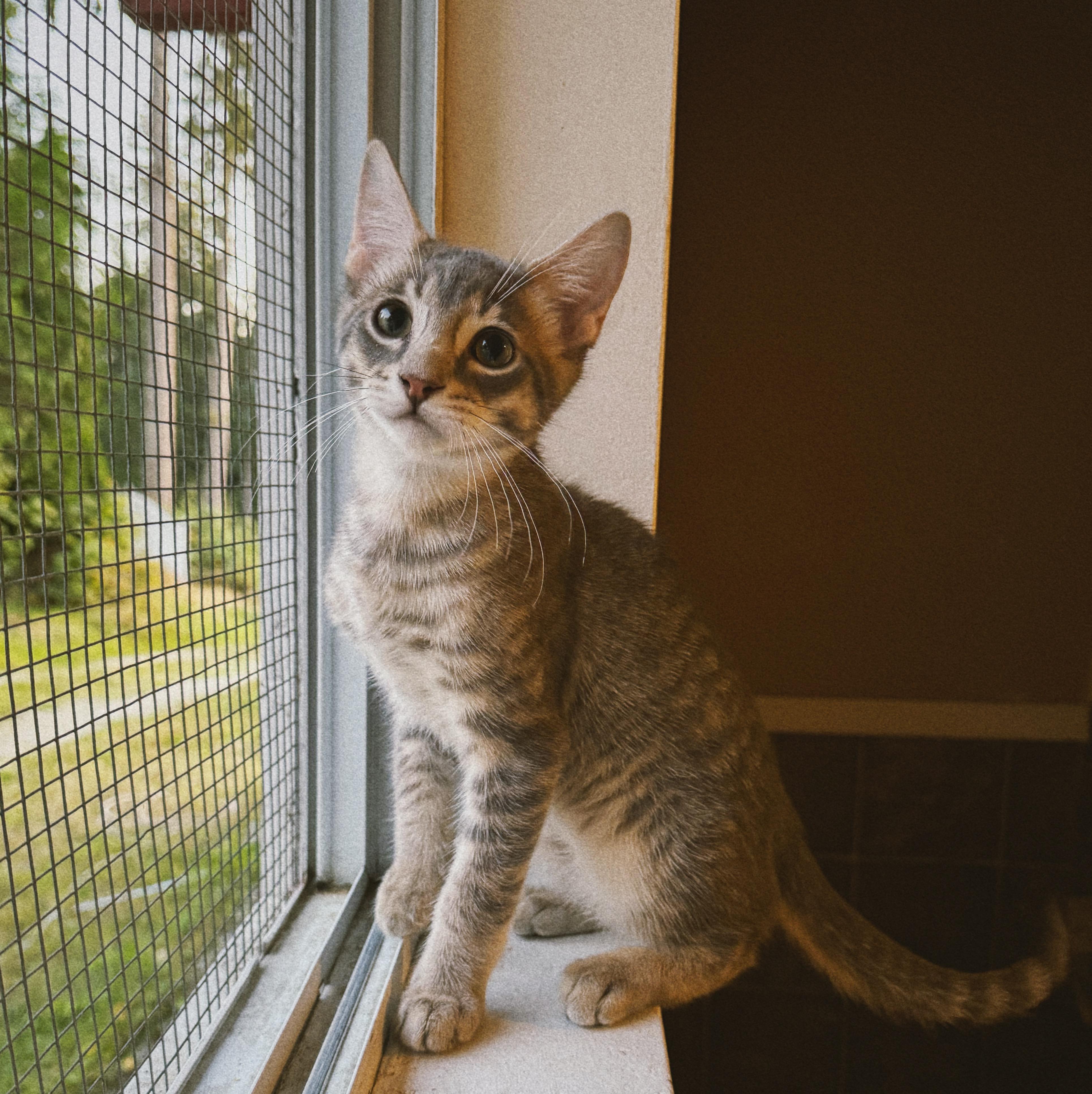 Enlarge Rory, Aurora and Stevie, a Adoptable mixed breed in Roberts Creek, BC image 1/4