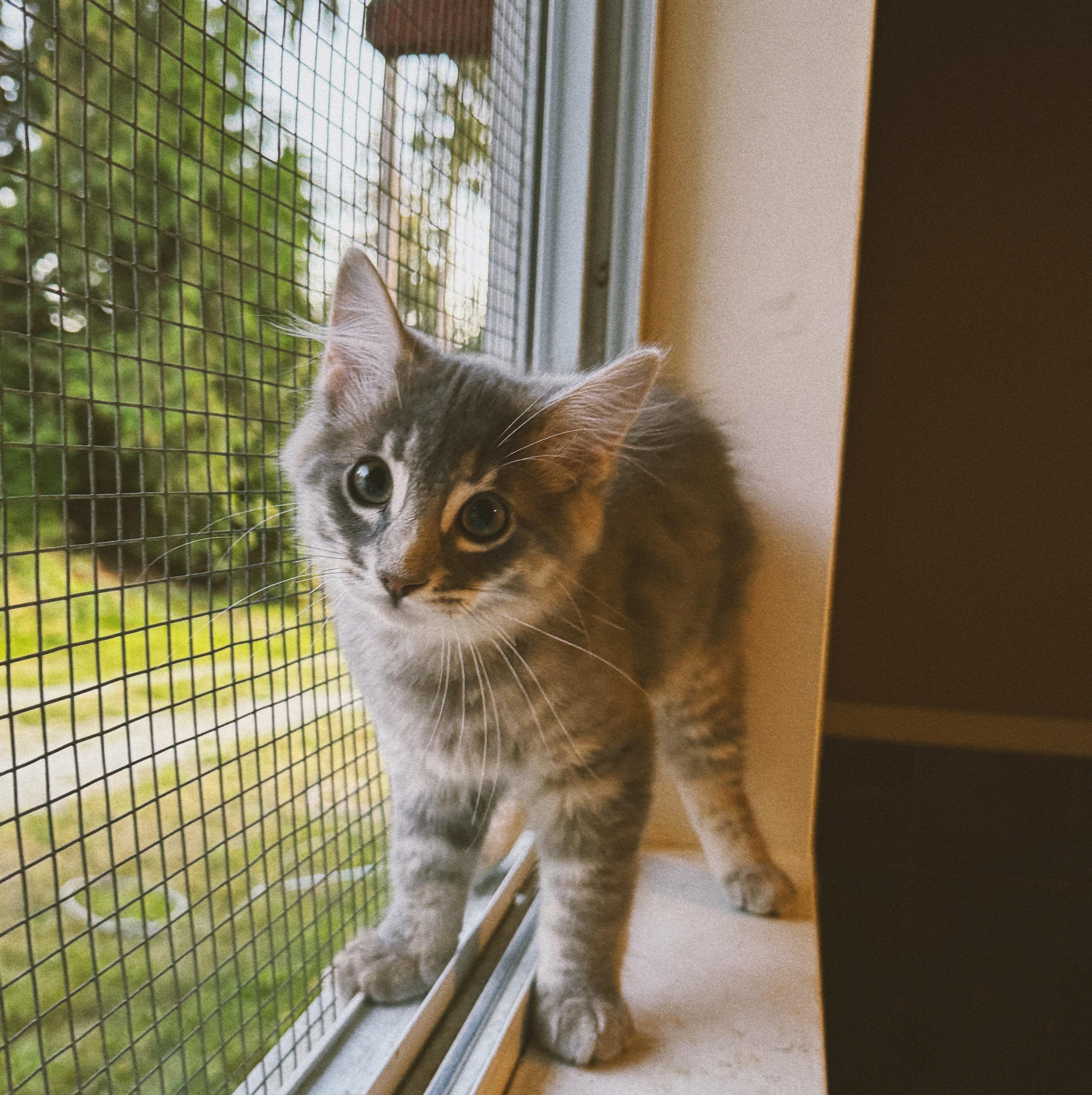 Rory, Aurora and Stevie