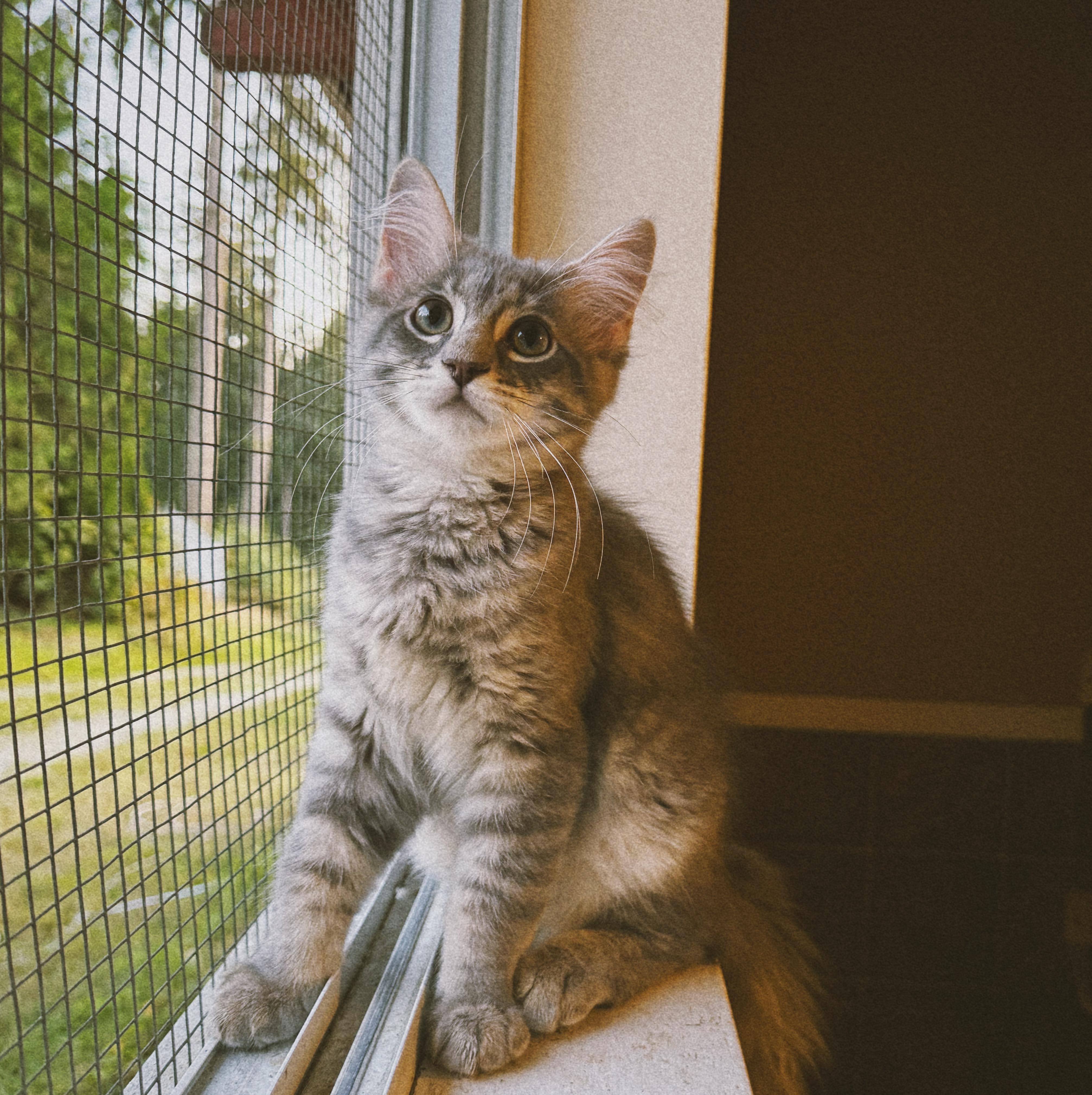 Rory, Aurora and Stevie