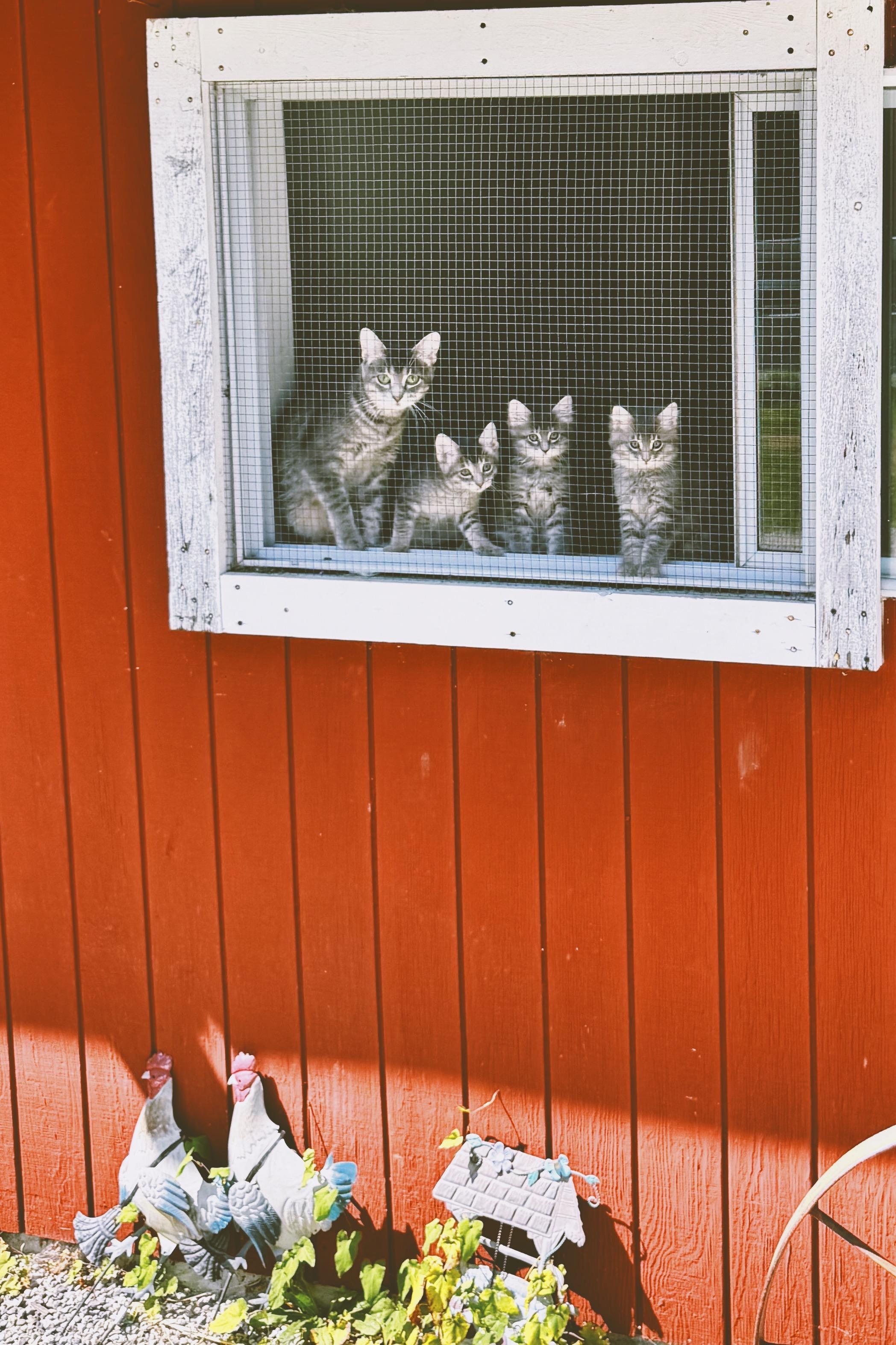 Rory, Aurora and Stevie, Adoptable, Kitten Male Domestic Medium Hair & Domestic Short Hair.