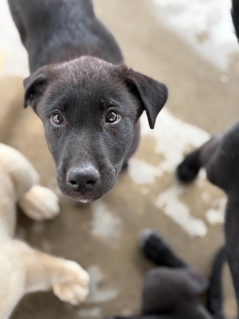 Enlarge Raphael, a Adoptable mixed breed in Lavonia, GA image 1/1