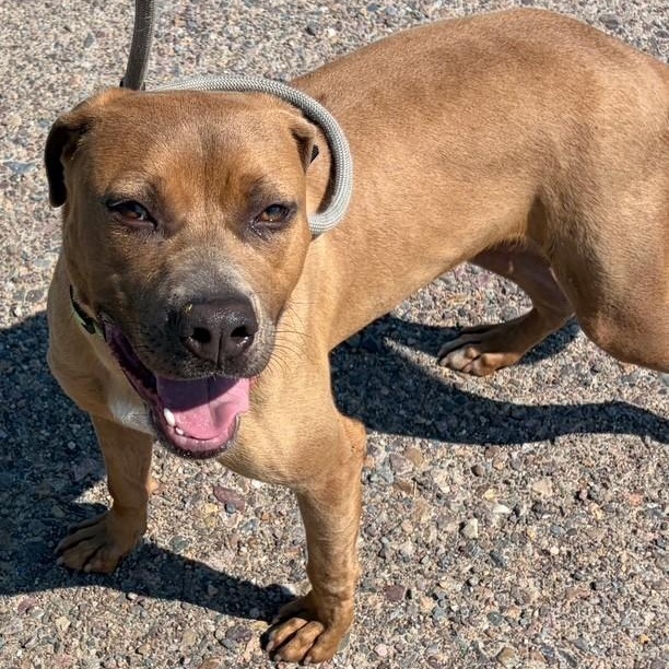 Jim, a ADOPTABLE mixed breed in Williston, VT image 2/5