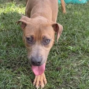 Jim, a ADOPTABLE mixed breed in Williston, VT image 5/5