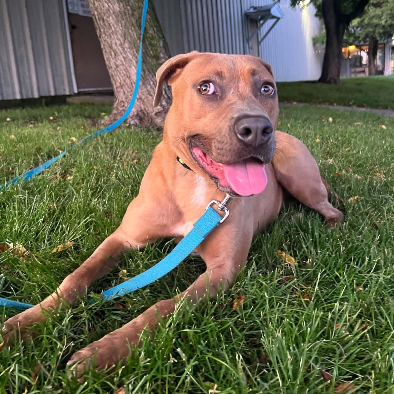 Jim, a ADOPTABLE mixed breed in Williston, VT image 1/5