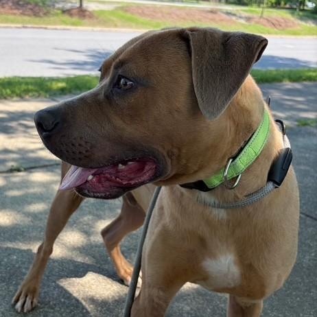 Jim, a ADOPTABLE mixed breed in Williston, VT image 4/5