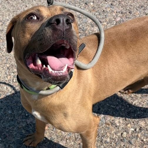 Jim, a ADOPTABLE mixed breed in Williston, VT image 3/5