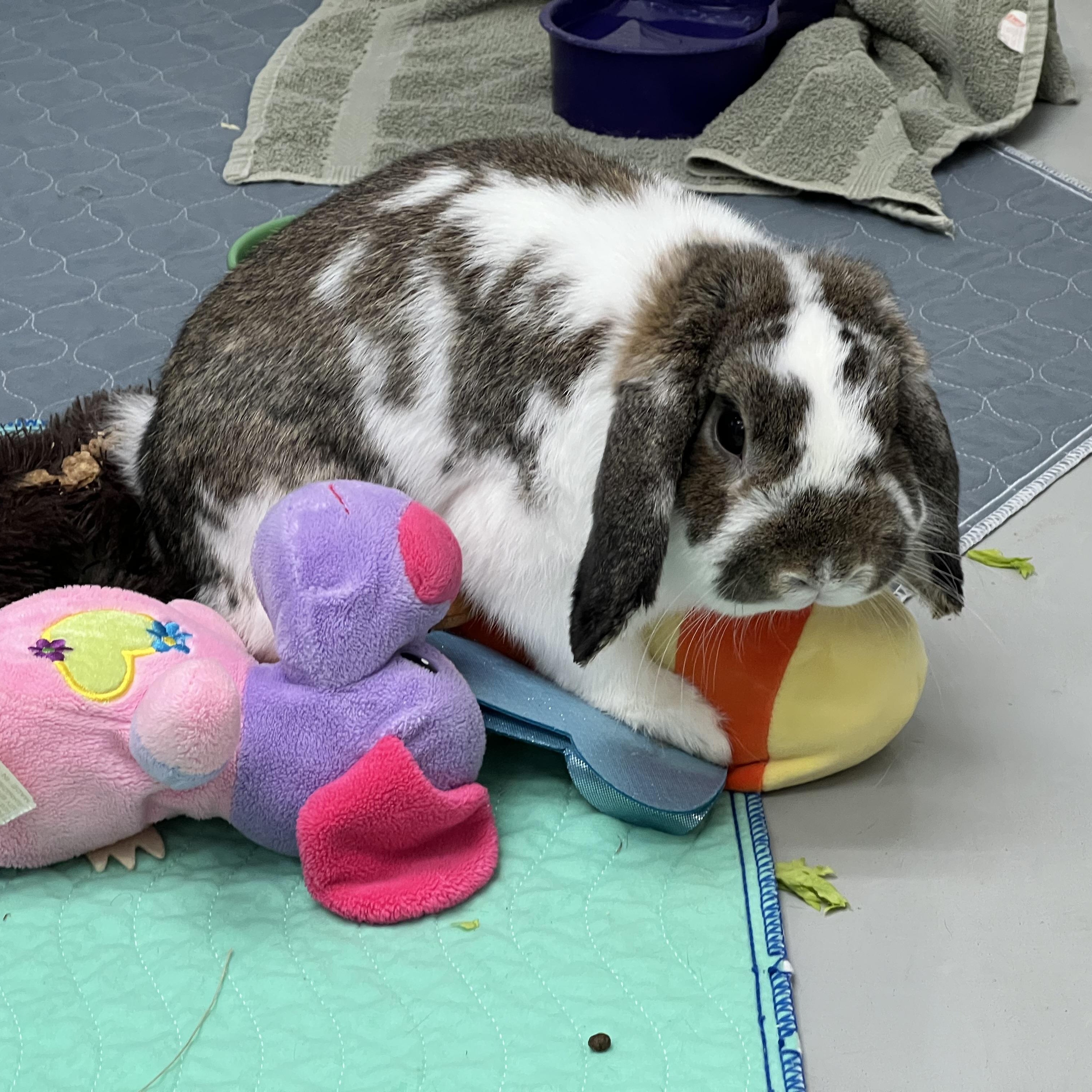 Cocoa Hoppy, ADOPTABLE, Adult Male Holland Lop.