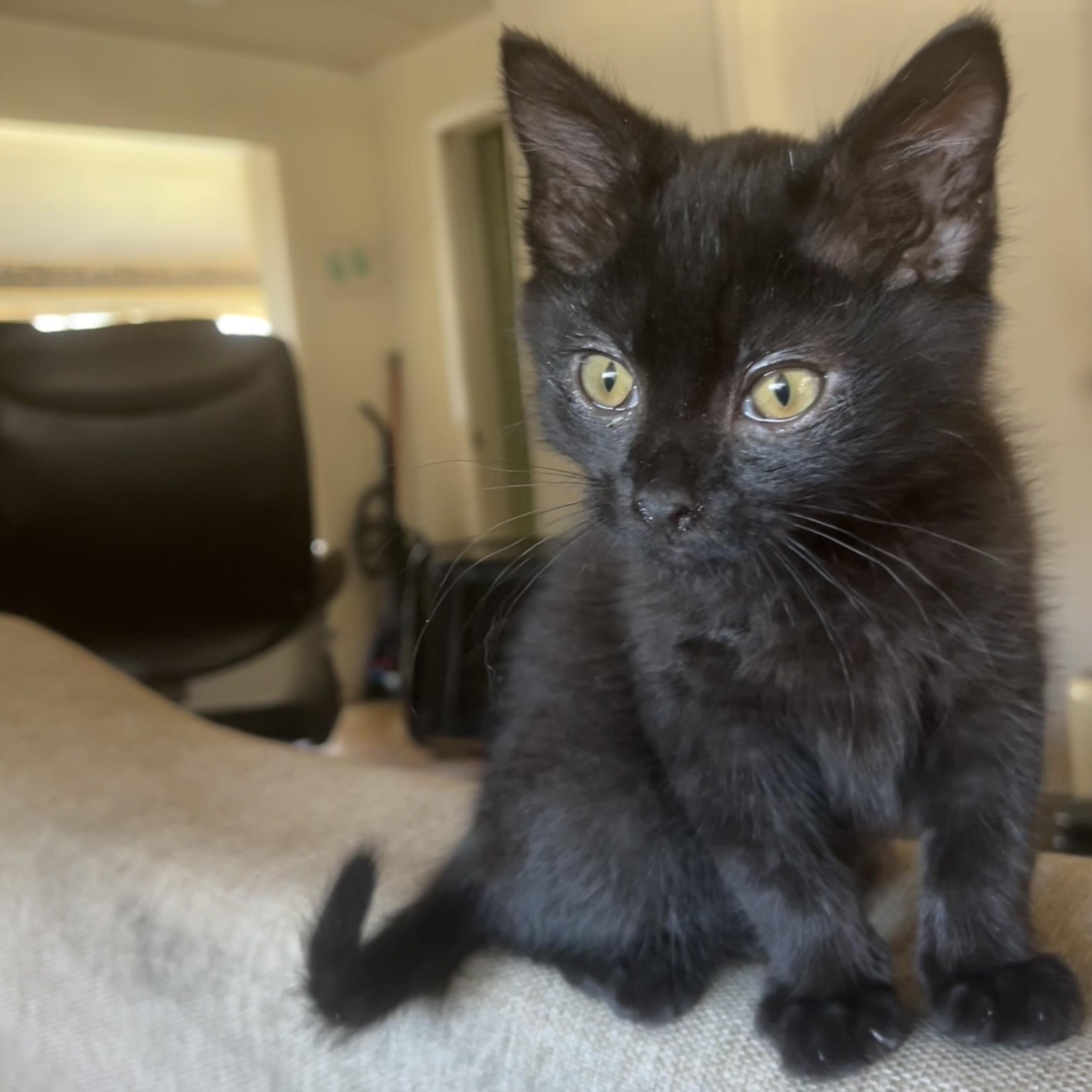 Enlarge Spatz, an adopted Domestic Medium Hair in Portland, OR image 3/3