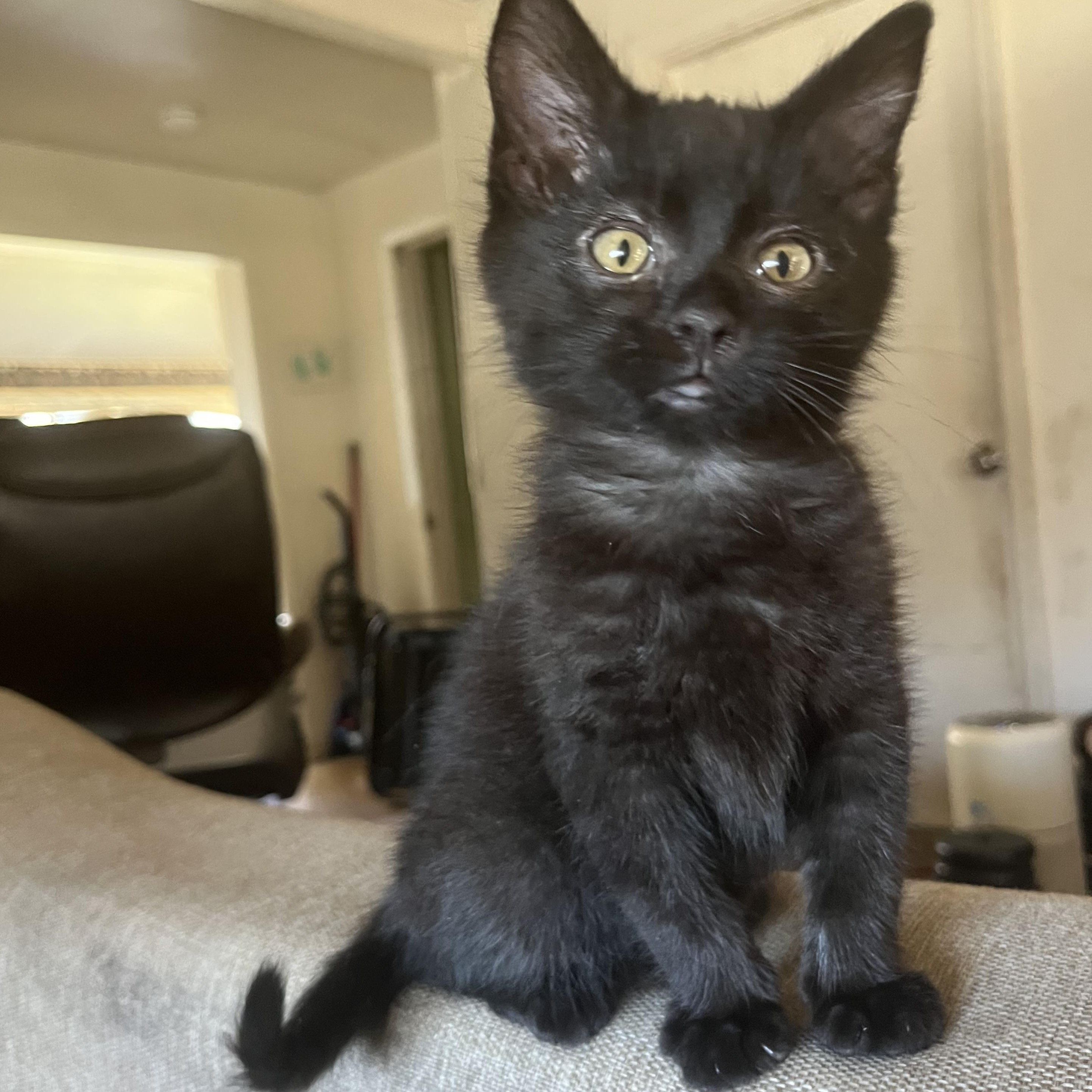 Spatz, adopted, Kitten Male Domestic Medium Hair.