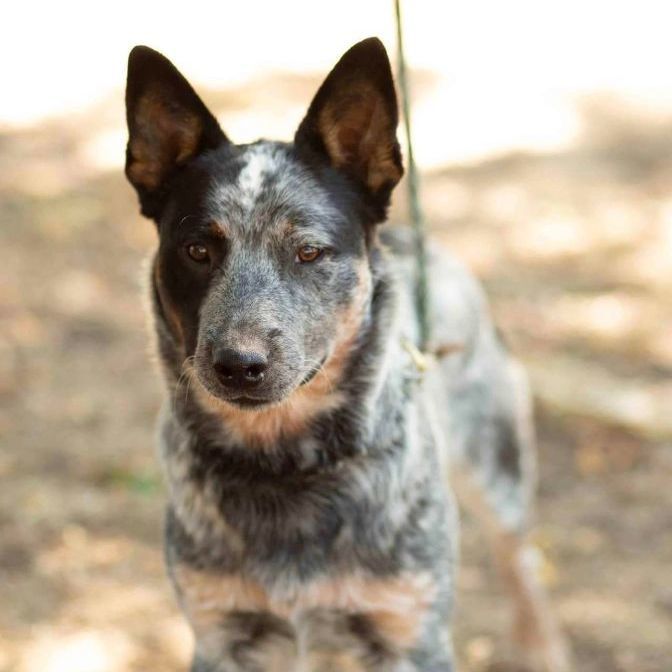 Enlarge Roscoe, a Adopted Australian Cattle Dog / Blue Heeler in New Haven , CT image 4/4