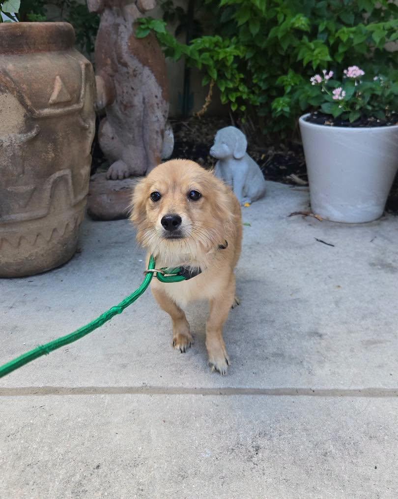 Creek, an adopted mixed breed in Winsted, CT image 3/4