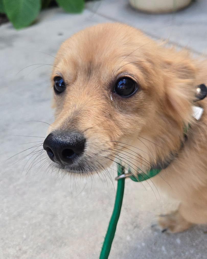 Creek, an adopted mixed breed in Winsted, CT image 4/4