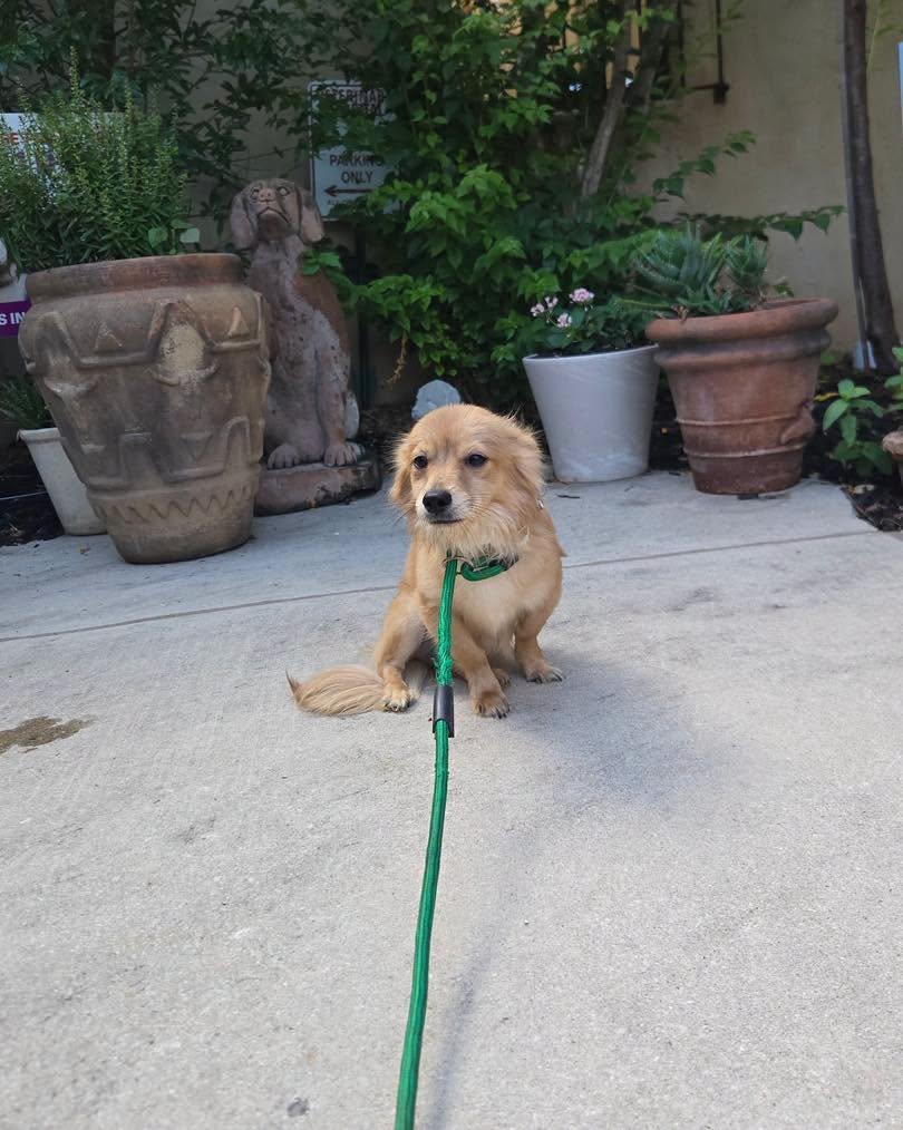 Creek, an adopted mixed breed in Winsted, CT image 2/4