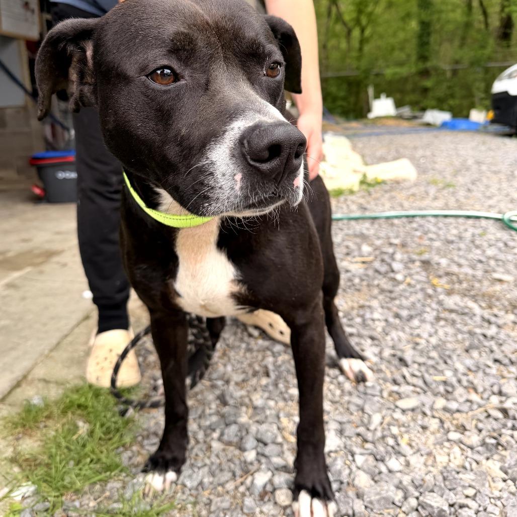 Teddy, Adoptable, Adult Male American Staffordshire Terrier.