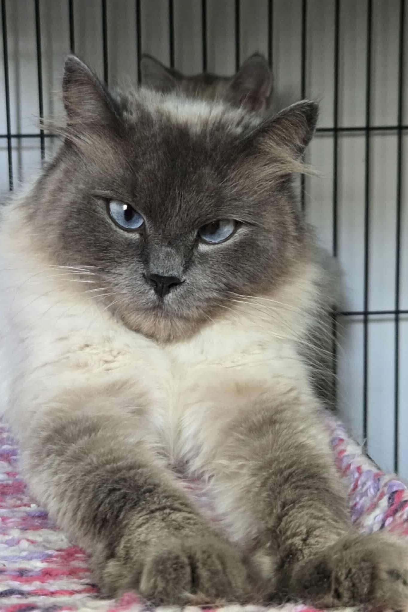 Himalayan Cat for Adoption: Find Your Perfect Furry Companion Today