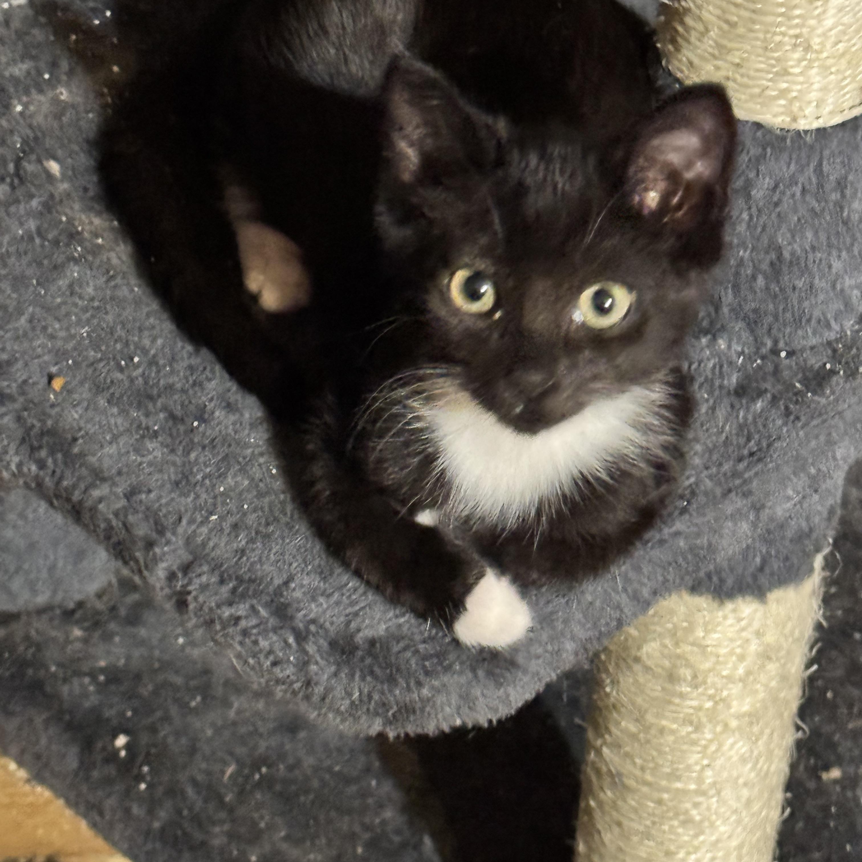 Tuxedo kitten 10 weeks, a ADOPTABLE Tuxedo in Kissimmee, FL image 1/6