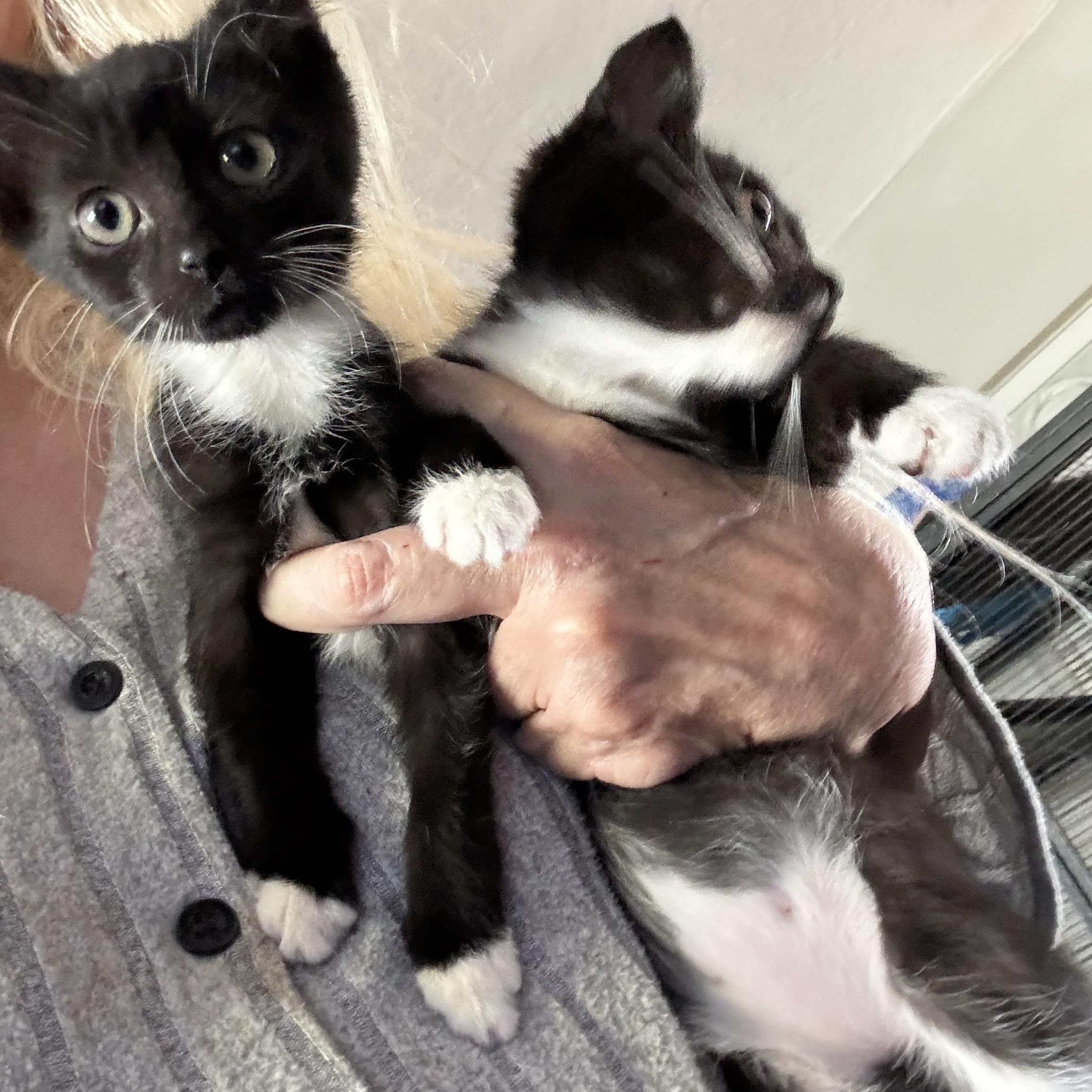 Enlarge Six kittens ready second week of January, a ADOPTABLE Tuxedo in Kissimmee, FL image 1/6