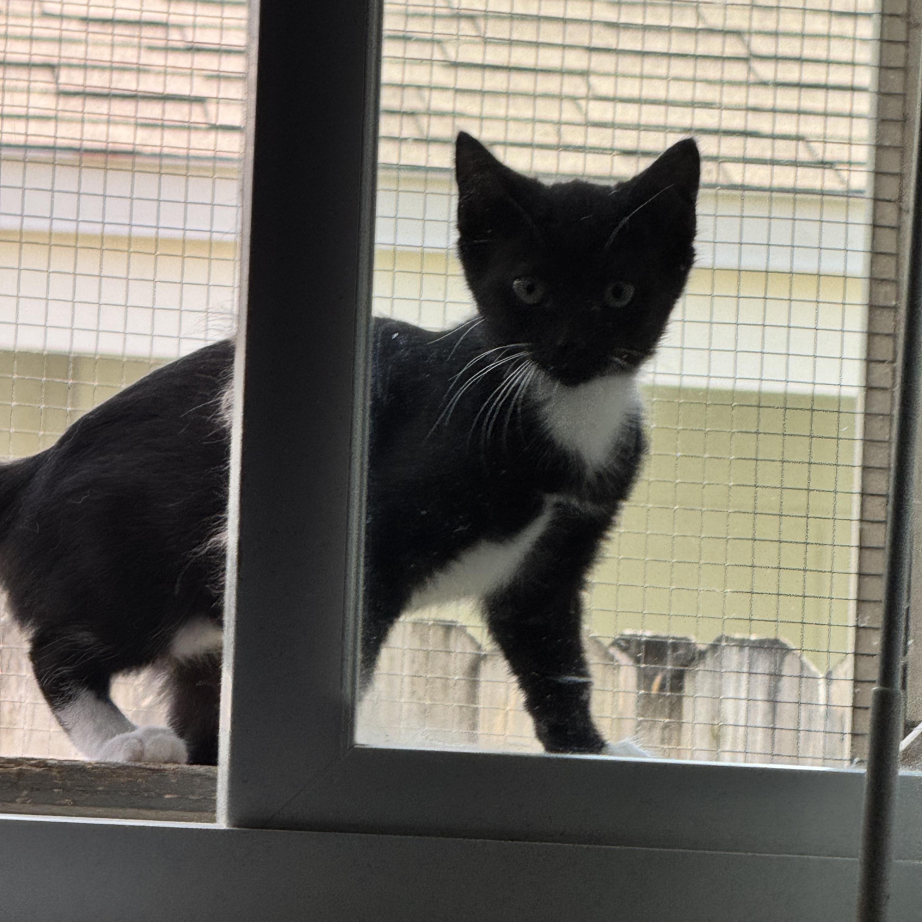 Tuxedo kitten 10 weeks, a ADOPTABLE Tuxedo in Kissimmee, FL image 6/6