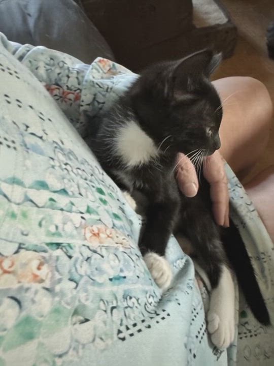 Enlarge Tuxedo kitten 10 weeks, a ADOPTABLE Tuxedo in Kissimmee, FL video 3/6