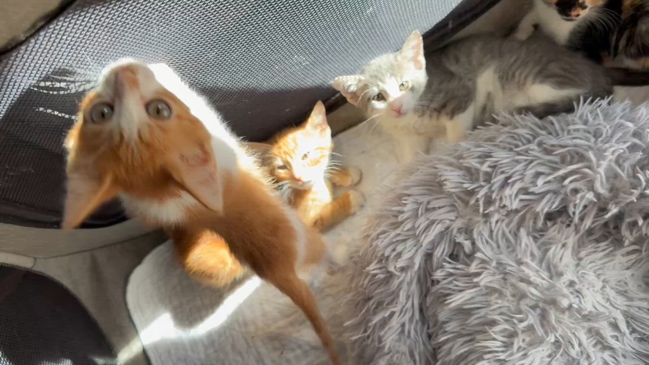 Enlarge Six kittens ready second week of January, a ADOPTABLE Tuxedo in Kissimmee, FL video 4/6