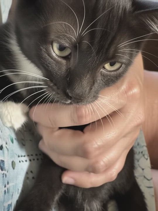 Enlarge Tuxedo kitten 10 weeks, a ADOPTABLE Tuxedo in Kissimmee, FL video 2/6