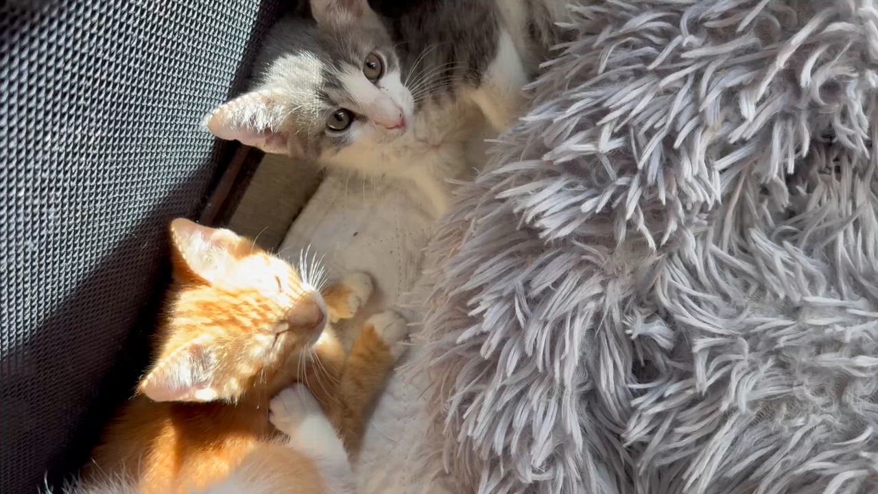 Enlarge Six kittens ready second week of January, a ADOPTABLE Tuxedo in Kissimmee, FL video 5/6