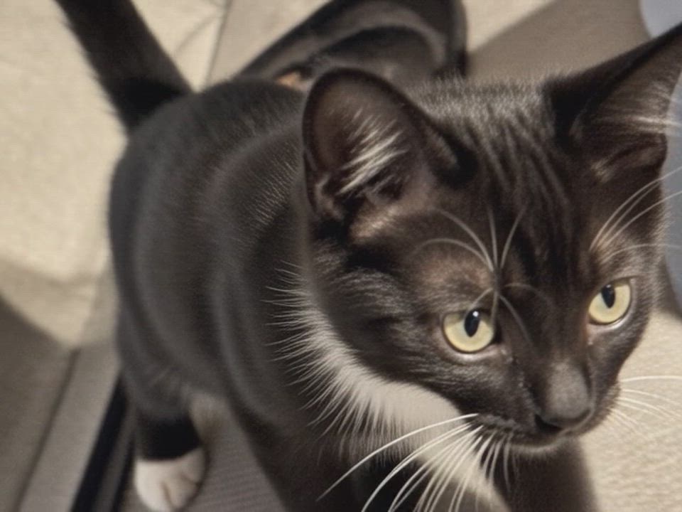 Enlarge Tuxedo kitten 10 weeks, a ADOPTABLE Tuxedo in Kissimmee, FL video 4/6