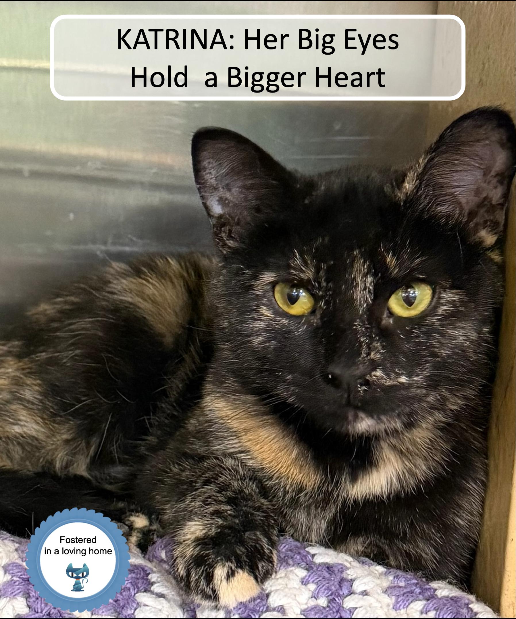 Katrina, ADOPTABLE, Kitten Female Tortoiseshell.