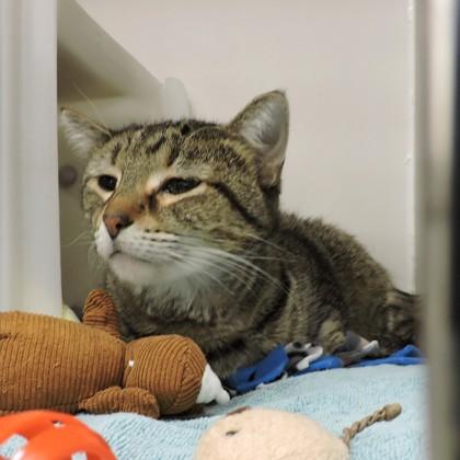 Heidi, Adoptable, Adult Female Domestic Short Hair & Domestic Short Hair.