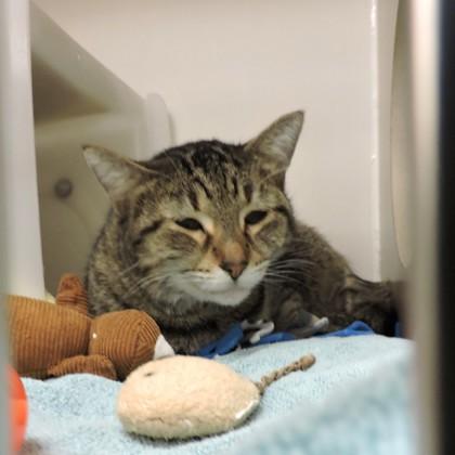 Enlarge Heidi, a Adoptable mixed breed in Madison, WI image 3/3