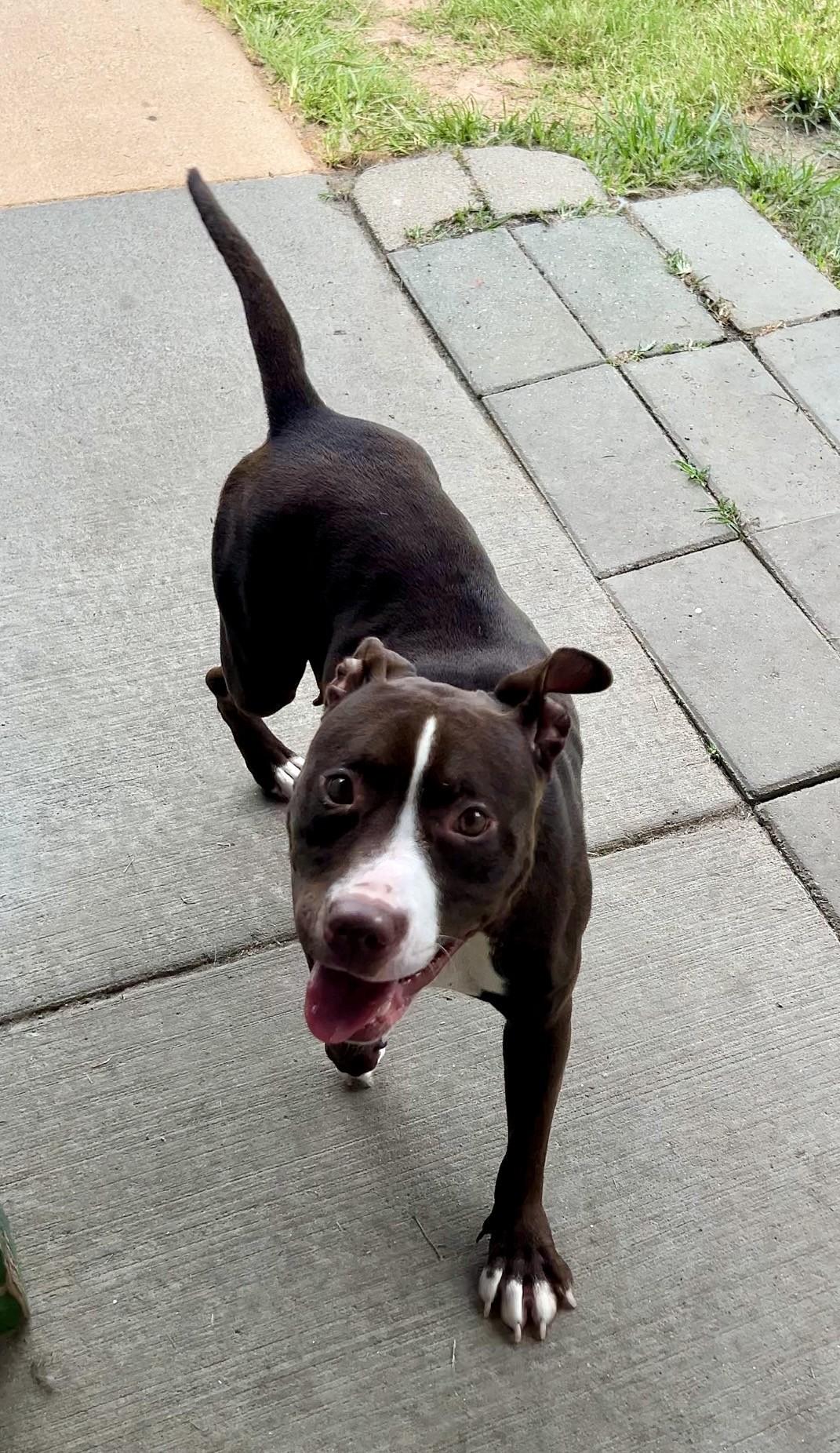 Enlarge Puddin', a ADOPTABLE Pit Bull Terrier in Suffolk, VA image 3/4