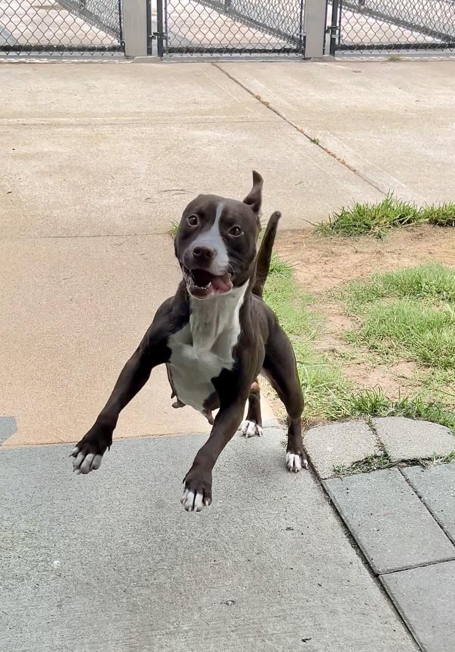 Enlarge Puddin', a ADOPTABLE Pit Bull Terrier in Suffolk, VA image 2/4